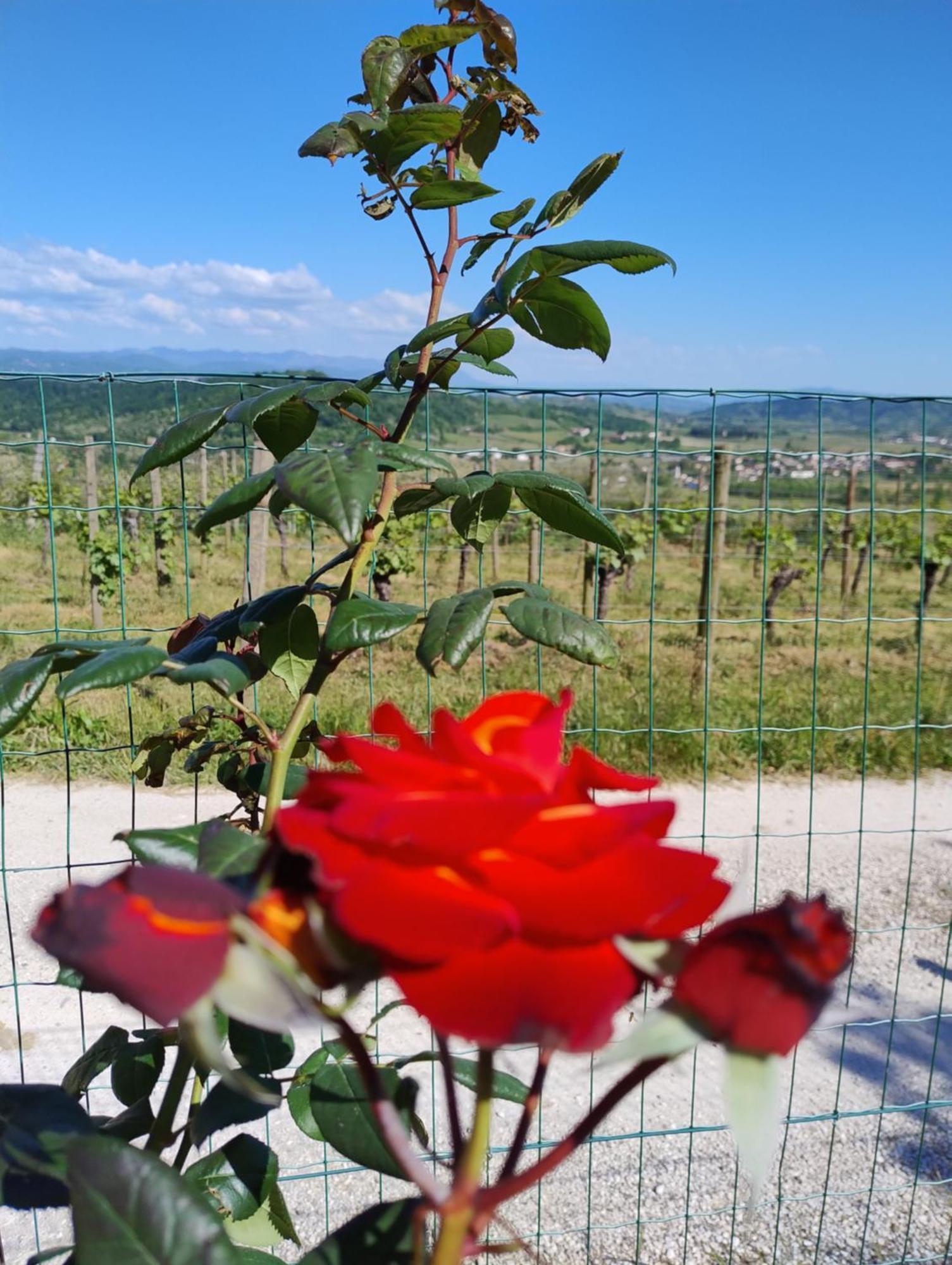 Rosazzo Le Badie Wine Resort מראה חיצוני תמונה